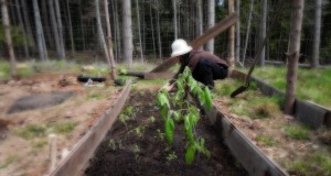 Planting Vegtables